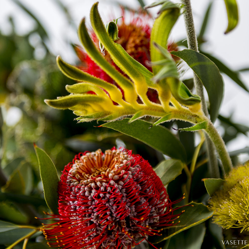 Natives from Flowers Vasette